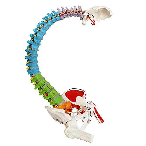 NEW HORIZON Scientific 34" Life Size Spinal Cord Model With Vertebrae, Nerves, Arteries, Lumbar Column, and Male Pelvis - Includes Stand (Good After-Sales)