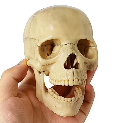 Human Skull Anatomy Model, 15 Parts, 1:2 Life Size
