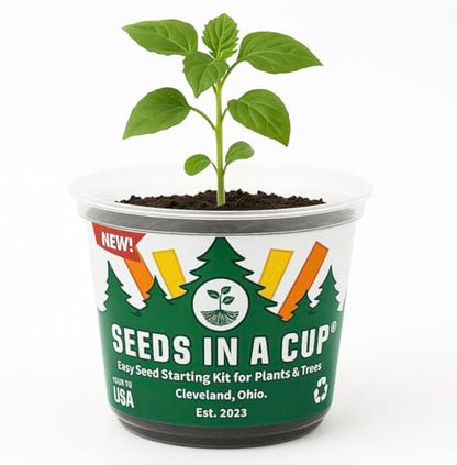 Seeds In A Cup® Macadamia Tree Grow Kit – Easy Indoor/Outdoor Seed Starter | Grow Your Own Nut Tree | Made in USA | Great Gift for Gardeners & Kids