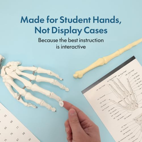 Axis Scientific Life Size Skeleton Model for Anatomy Study
