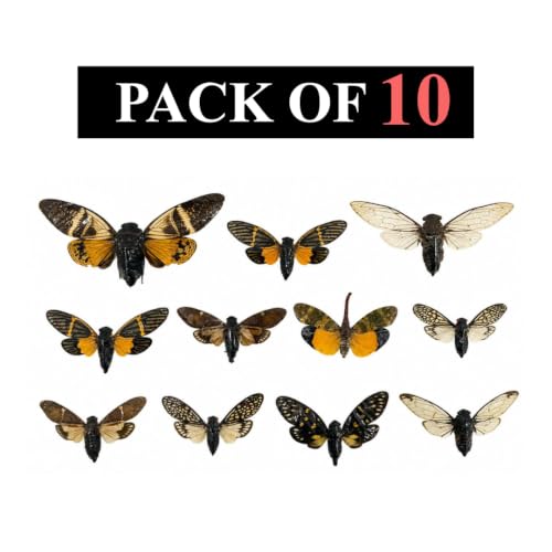 10 Real Mounted Insect Specimens Shadow Box Cicada Beetle Scorpion VESET7 - color: 10 Real Cicada