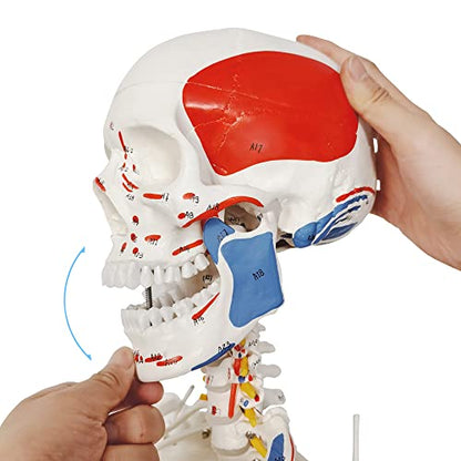 2026 New Human Skeleton Model,Anatomical Life Size Skeleton Replica