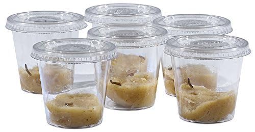 Insect Lore School Kit Refill with 33 Live Caterpillars - STEM Activity Journal & 33 Live Baby Painted Lady Butterfly Caterpillars - Cups & Tools Included - style: Refill For School kit 33