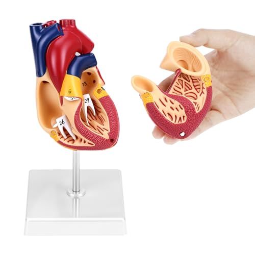 QWORK Life Size Human Heart Model, Anatomically Accurate 2-Part Model with Detachable Wall, Fixed with Hidden Magnets
