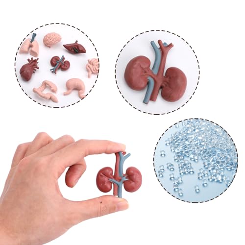 16PCS Mini Human Body Model,Miniatures Body Parts Anatomy Sets,3D Model Study Tools Kit for Anatomy Physiology Study Tools for Learning(2pcs per Model)