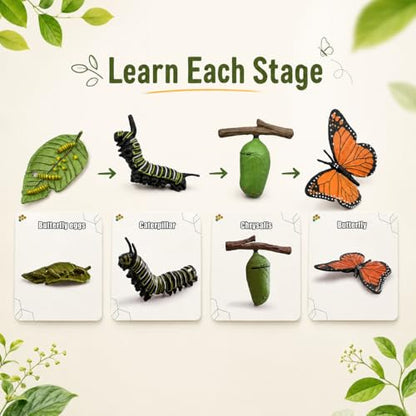 Montessori Life Cycle Animal Figures with Flash Cards, Lifelike Animal Growth Cycle Biological Model Set (Butterfly) - style: Butterfly