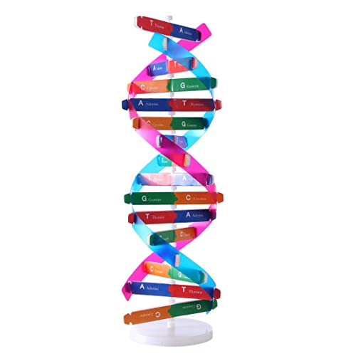 DNA Double Helix Model, Biology Science Educational Aid for Students