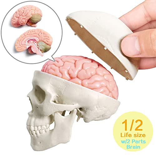 Human Body, Skeleton, Heart, Half Size Skull with Brain Models