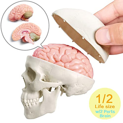 Human Body, Skeleton, Heart, Half Size Skull with Brain Models