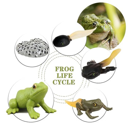 Mbrain5pcs Frog Growth Cycle with Flash Cards,Life Cycle Learning & Education Toys,Montessori Toys,Gift for Girl & Boy for 3 4 5 6 7 Year Old (Frog) - color: Frog