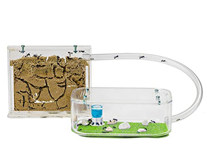 AntHouse - Natural Sand Ant Hill- Basic Kit | Sandwich (4.72 x 3.94 x 0.39 in) + Forage Box (7.09x 3.94 x 1.97 in) | Ant Farm - color: Clear