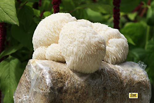 Lion’s Mane Mushroom Grow Kit, 4 lb (Packaging May Vary) - style: one kit