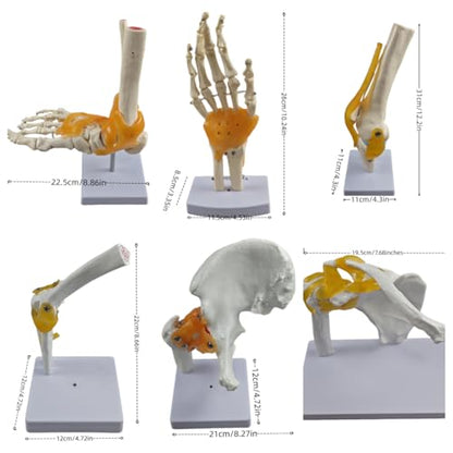 6-Piece Joint Models Set - Life-Size Human Joints Model with Ligaments, Anatomy Models for Shoulder, Knee, Hip, Elbow, Hand and Foot, Ideal for Medical Teaching, Lab Training and Patient Communication