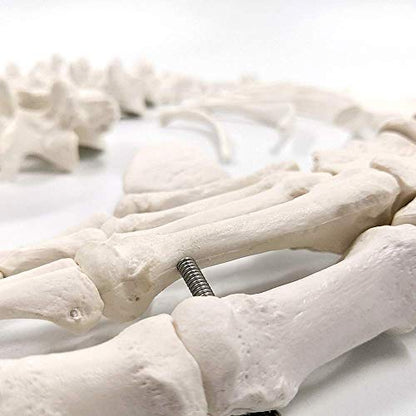 Disarticulated Human Skeleton Model for Anatomy 67 inch High, Full Size