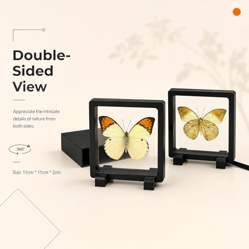 1pc Real Butterfly Specimen PE Film Suspension Box Double Sided Transparent Display Case for Bookshelf Ornament Gift (Papilio Paris) - color: Papilio Paris