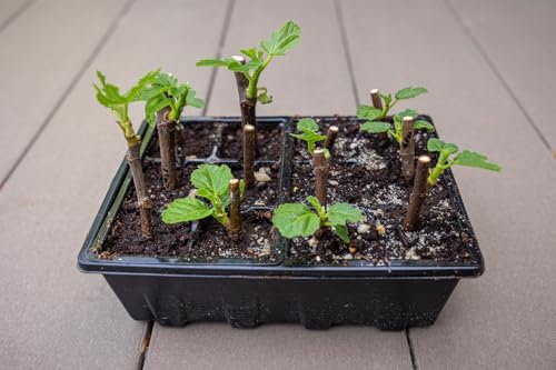 Gardzen 20 Pack Seed Starter Trays with Adjustable Vented Dome 240 Cell - color: Black, size: 20-Pack