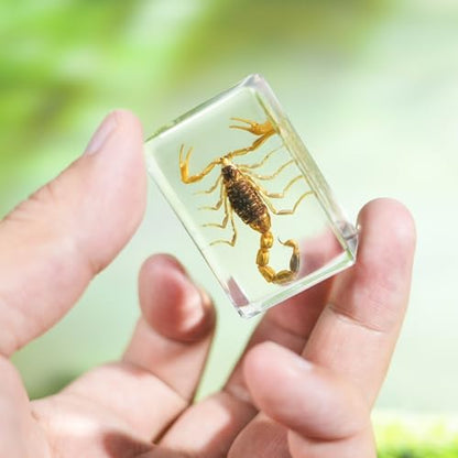 12Pcs Insect Specimens Set, Real Insect Taxidermy in Resin Specimens with Magnifier & Info Cards, Unique Science Educational Bugs, Oddities Gift - color: 12 Pcs Insect Set 1