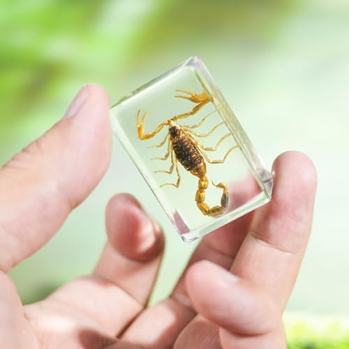 12Pcs Insect Specimens Set, Real Insect Taxidermy in Resin Specimens with Magnifier & Info Cards, Unique Science Educational Bugs, Oddities Gift - color: 12 Pcs Insect Set 1