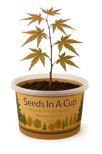 Japanese Maple | Seed Starter Grow Kit | Seeds in A Cup® - style: Japanese Maple