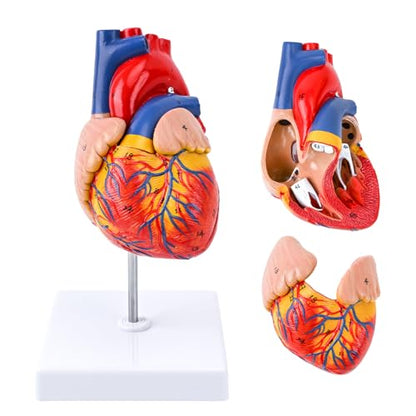 Life Size Human Heart Model, 2-Part Detachable Anatomical Heart Model with Magnets, Accurate Medical Anatomy Model for Classroom Teaching, Cardiology Study and Educational Display - size: Life Size