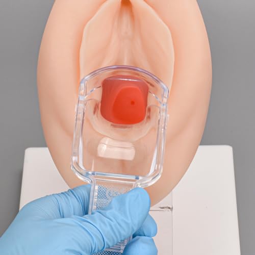 Pelvic Health Model, Gynecological Examination Trainer