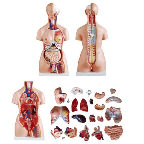 Anatomical Human Torso Body Model with 23 Removable Organs Parts 33.5in Life Size with Heart Head Skull Brain Skeleton Model for Teaching