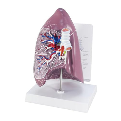 GPI Anatomicals Lung Model - style: Lung Model