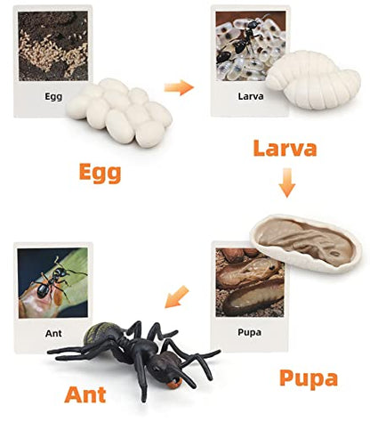 Montessori Life Cycle Animal Figurines Learning & Education Toys, Plastic Insect Life Cycle Toys for Kids, Preschool Learning Activities (Plant Bee Ant) - color: Plant Bee Ant
