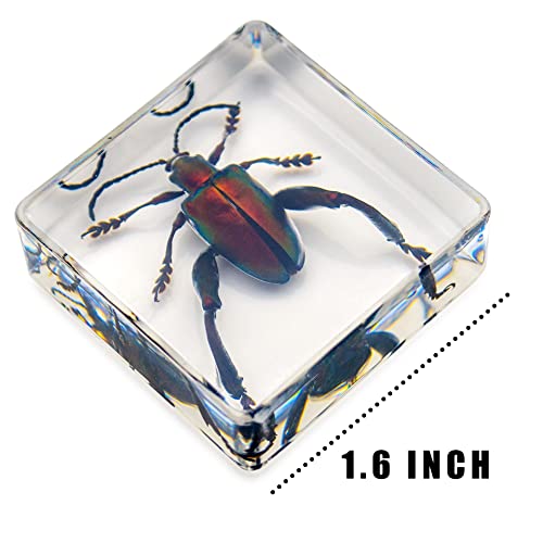 6 PCS Resin Insect Specimen Set, Butterfly, Jewel Frog Beetle, Silk Moth, Chafer, Stinkbug, Wasp, Science Education Toy for Kids - style: Butterfly, Jewel Frog Beetle, Silk Moth, Chafer, Stinkbug, Wasp