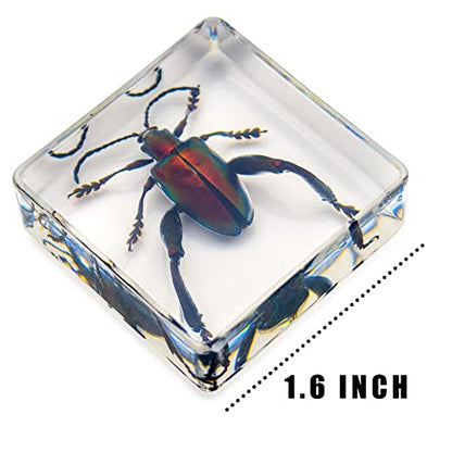 6 PCS Resin Insect Specimen Set, Butterfly, Jewel Frog Beetle, Silk Moth, Chafer, Stinkbug, Wasp, Science Education Toy for Kids - style: Butterfly, Jewel Frog Beetle, Silk Moth, Chafer, Stinkbug, Wasp