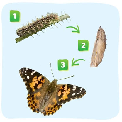 Insect Lore Raise and Release Butterfly Garden Kit – Caterpillar Habitat with redeemable Voucher – STEM-accredited Butterfly Growing Kit for Kids, Classrooms, and Homeschool Learning - size: 11.5 inch