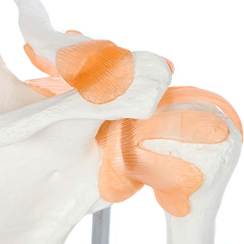 Axis Scientific Human Shoulder Joint Model with Functional Ligaments
