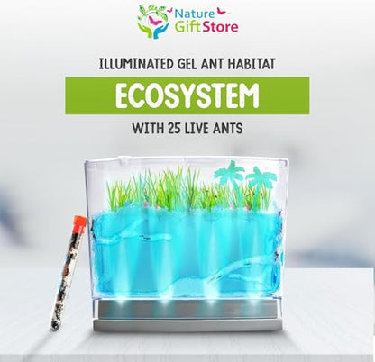 Lighted Gel Ant Habitat Kit with Live Ants (1 Tube) Eco-Terrarium Bundle