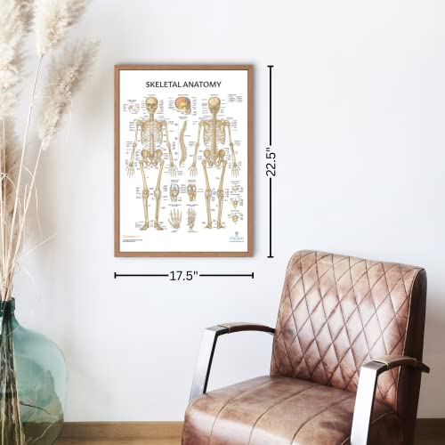 Anatomy Lab Skeletal System Poster, 17.3 x 22.5 Inches, Laminated, Anatomically Accurate, Wall Art for Home Office, Classroom, Fitness Studio - color: Skeletal