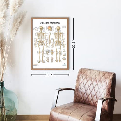 Anatomy Lab Skeletal System Poster, 17.3 x 22.5 Inches, Laminated, Anatomically Accurate, Wall Art for Home Office, Classroom, Fitness Studio - color: Skeletal