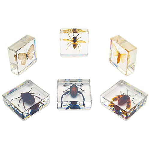 6 PCS Resin Insect Specimen Set, Butterfly, Jewel Frog Beetle, Silk Moth, Chafer, Stinkbug, Wasp, Science Education Toy for Kids - style: Butterfly, Jewel Frog Beetle, Silk Moth, Chafer, Stinkbug, Wasp
