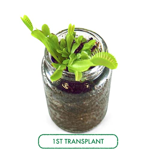 Venus Flytrap Kit, Live Venus Fly Trap Terrarium Included/DIY Beginner Friendly Starter Kit, Educational Growing Plant, Exotic Native