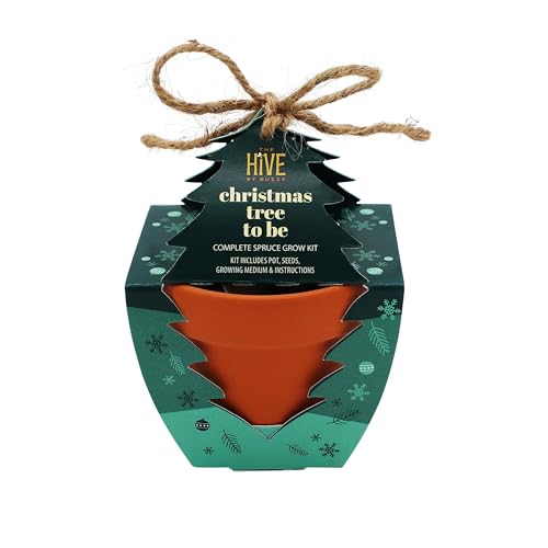 Buzzy Seeds Holiday Spruce Grow Kit 4-Pack, Terracotta Pots, Bonsai Gift