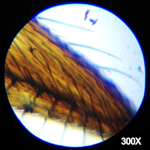 AmScope M30-ABS-KT1-WM 240X-480X-1200X Metal Arm Compound Microscope Kit - color: Black, size: 12.99 inches x 9.84 inches x 6.69 inches