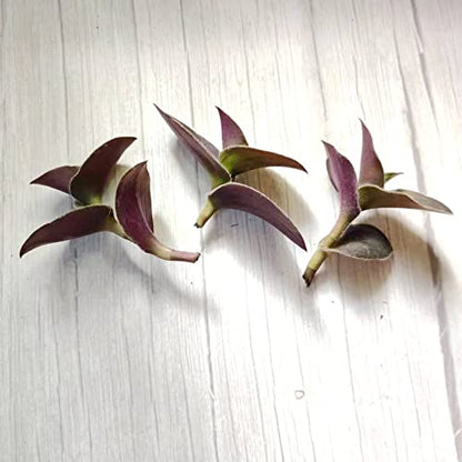 No Root Plant cuttings from USKC (3pcs Tradescantia ' Pale Puma' no Root cuttings) - color: 3pcs Tradescantia ' Pale Puma' no root cuttings