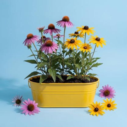 Buzzy Seeds Coneflower & Black-Eyed Susan Grow Kit, Metal Planter