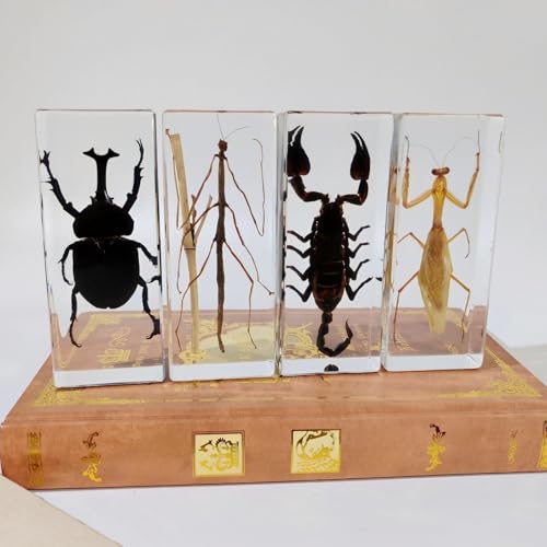 Long Size 4 Taxidermy Bugs Specimen in Resin – Oddities Decor Including Taxidermy Mantis Scorpion Beetle & Stick Insect Resin,Gothic Curiosities for Science,Unique Halloween Christmas & Birthday Gift - size: 4 Long Gothic