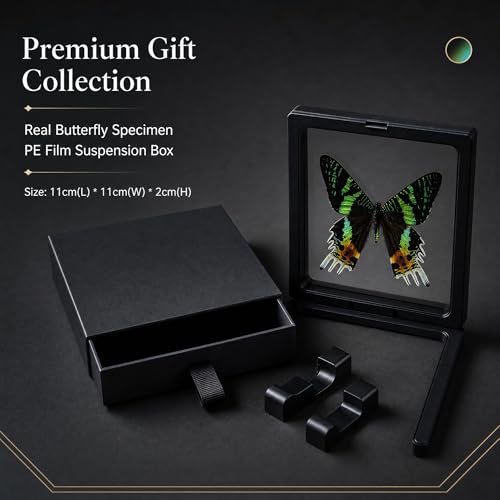 1pc Authentic Butterfly Specimen PE Film Suspension Box Unique Birthday Gift for Biology Enthusiasts Classroom Teaching Aid (Madagascan Sunset Moth) - color: Madagascan Sunset Moth