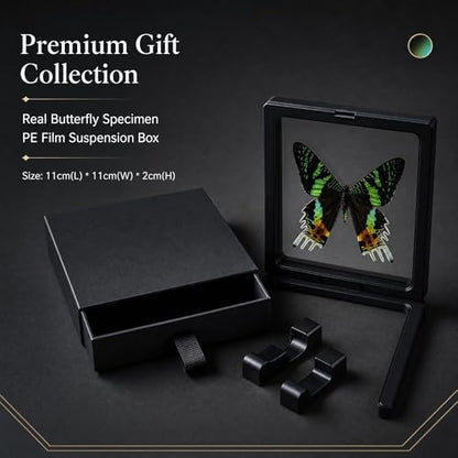 1pc Authentic Butterfly Specimen PE Film Suspension Box Unique Birthday Gift for Biology Enthusiasts Classroom Teaching Aid (Madagascan Sunset Moth) - color: Madagascan Sunset Moth