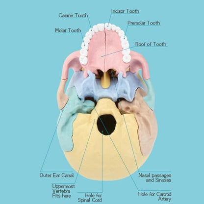 LUCKY GUESS Human Skull Anatomy Model, 17-Part Puzzle with Flash Cards