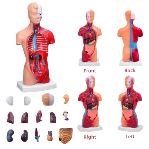 11 Inch Small Human Body Model for Anatomy Study - 15 Detachable Parts Educational Torso with Internal Organs, DIY Assembly Anatomy Model for Students, Teachers, and Medical Healthcare Professionals