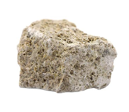 EISCO 12PK Raw Fossiliferous Limestone, Sedimentary Rock Specimens - Approx. 1" - Geologist Selected & Hand Processed - Great for Science Classrooms - Class Pack