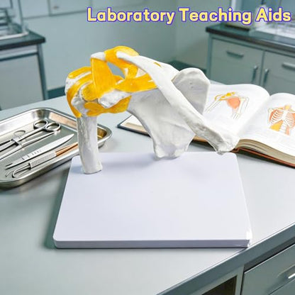 6-Piece Joint Models Set - Life-Size Human Joints Model with Ligaments, Anatomy Models for Shoulder, Knee, Hip, Elbow, Hand and Foot, Ideal for Medical Teaching, Lab Training and Patient Communication