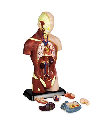 VAT105 Sexless Human Torso | 7 Removable Parts | Displays Respiratory, Circulatory, Digestive, Nervous, Urinary System, and Musculature | Instruction Manual Included