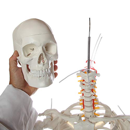Axis Scientific Flexible Life-Size Human Skeleton, 5'6"